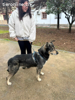 Lobito, m./kastr., geb. 09/2018, Größe: 62 cm/30 kg