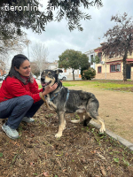 Lobito, m./kastr., geb. 09/2018, Größe: 62 cm/30 kg