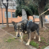 Lobito, m./kastr., geb. 09/2018, Größe: 62 cm/30 kg