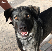 Lobo - Sanftes Herz im XXL-Format, 72cm, 37kg