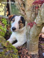 Logan 1 Jahr 52cm  lieb und verspielt