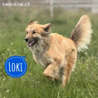 Loki ein wunderhübscher Rüde