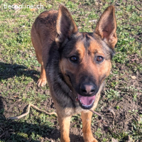 Loki – freundlicher junger Schäferhund-Rüde