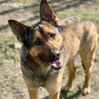 Loki – freundlicher junger Schäferhund-Rüde