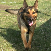 Loki – freundlicher junger Schäferhund-Rüde