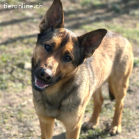Loki – freundlicher junger Schäferhund-Rüde
