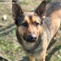 Loki – freundlicher junger Schäferhund-Rüde
