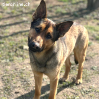 Loki – freundlicher junger Schäferhund-Rüde