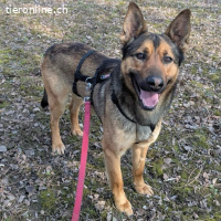 Loki – freundlicher junger Schäferhund-Rüde
