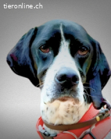 Lola - Dalmatiner x Gazelle = Pointer Lola