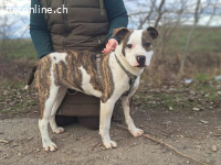 LORETTA, wunderbares Mischlingsmädchen, 6 Mo., 42cm, 17,3kg