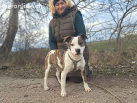LORETTA, wunderbares Mischlingsmädchen, 6 Mo., 42cm, 17,3kg