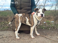 LORETTA, wunderbares Mischlingsmädchen, 6 Mo., 42cm, 17,3kg