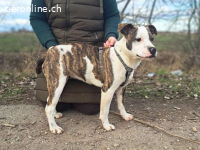 LORETTA, wunderbares Mischlingsmädchen, 6 Mo., 42cm, 17,3kg