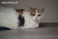 Lotta - die feine Katzendame