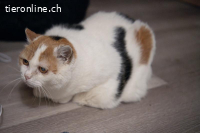 Lotta - die feine Katzendame