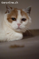 Lotta - die feine Katzendame