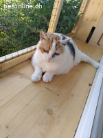 Lotta - die feine Katzendame