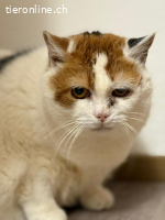 Lotta - die feine Katzendame