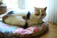 Lotta - die feine Katzendame