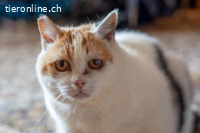 Lotta - die feine Katzendame