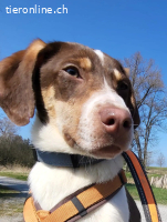 Lotti - freundlich & verspielt | sucht Zuhause