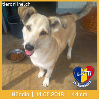 Lotti- möchte einfach nur geliebt werden