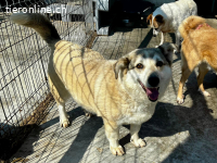 Lotti- möchte einfach nur geliebt werden