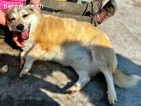 Lotti- möchte einfach nur geliebt werden