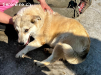 Lotti- möchte einfach nur geliebt werden