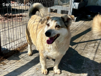 Lotti- möchte einfach nur geliebt werden