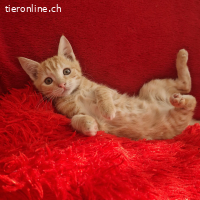 Lotus - gefunden am Straßenrand