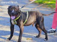 LUCA, fröhlicher Mischlingsrüde, ca. 2,5 Jahre, 46cm,20,5kg