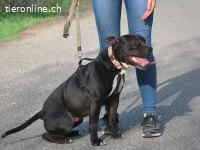 LUCA, fröhlicher Mischlingsrüde, ca. 2,5 Jahre, 46cm,20,5kg