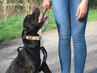 LUCA, fröhlicher Mischlingsrüde, ca. 2,5 Jahre, 46cm,20,5kg