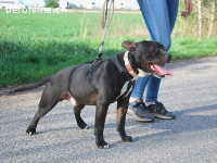 LUCA, fröhlicher Mischlingsrüde, ca. 2,5 Jahre, 46cm,20,5kg
