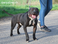 LUCA, fröhlicher Mischlingsrüde, ca. 2,5 Jahre, 46cm,20,5kg