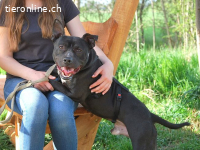 LUCA, fröhlicher Mischlingsrüde, ca. 3 Jahre, 46cm,20,5kg