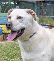 Lucas, ein temperamentvoller Bursche