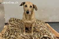 Lucky (9Jahre) - toller Kerl mit vielen Qualitäten.