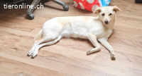 Lucy kleiner süsser Pechvogel 3 Jahre 45 cm