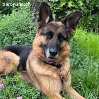 Lui – freundlicher und sozialer Schäferhund