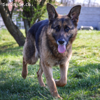 Lui – freundlicher und sozialer Schäferhund
