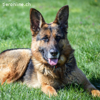 Lui – freundlicher und sozialer Schäferhund