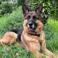Lui – freundlicher und sozialer Schäferhund
