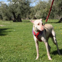 Lukas - der sanftmütige Jagdhund