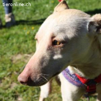 Lukas - der sanftmütige Jagdhund