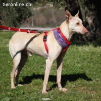 Lukas - der sanftmütige Jagdhund