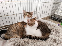 Lumi sucht ein Zuhause (8 Monate)