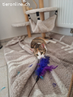 Lumi sucht ein Zuhause (8 Monate)